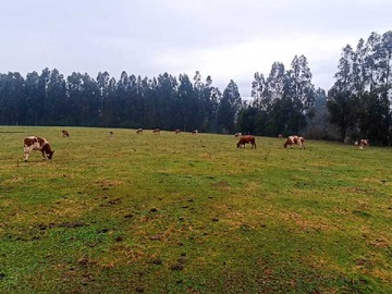 Venta / Terreno / Temuco