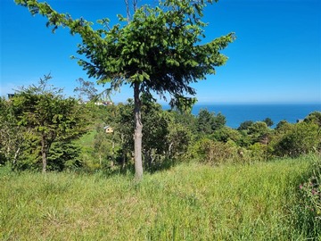 Venta / Terreno / Tomé