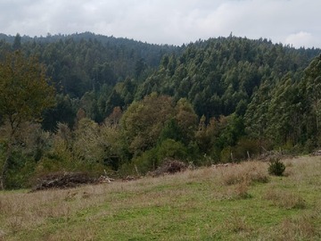 Venta / Terreno / Valdivia