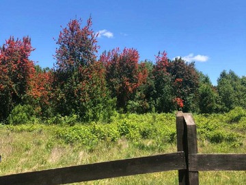 Venta / Terreno / Valdivia