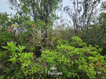 Bosque Parcela