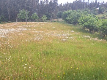 Venta / Terreno / Valdivia