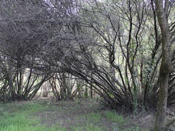Imagen 3