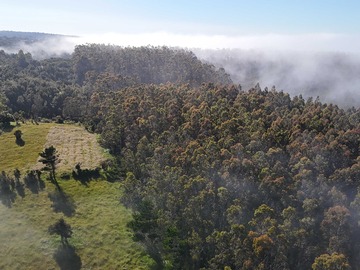 Venta / Terreno / Valdivia