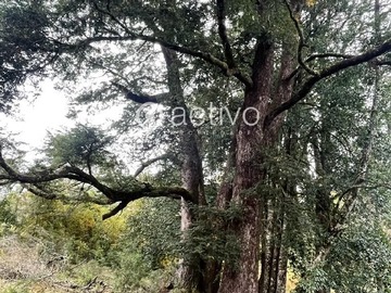 Venta / Terreno / Valdivia