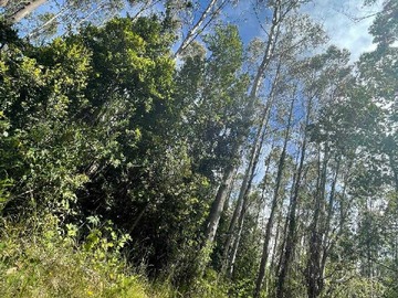 Venta / Terreno / Valdivia