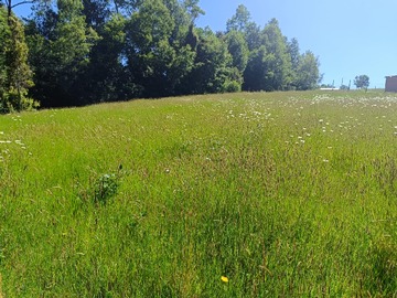 Venta / Terreno / Valdivia