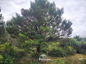 Venta / Terreno / Valdivia