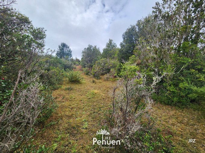 Bosque Parcela