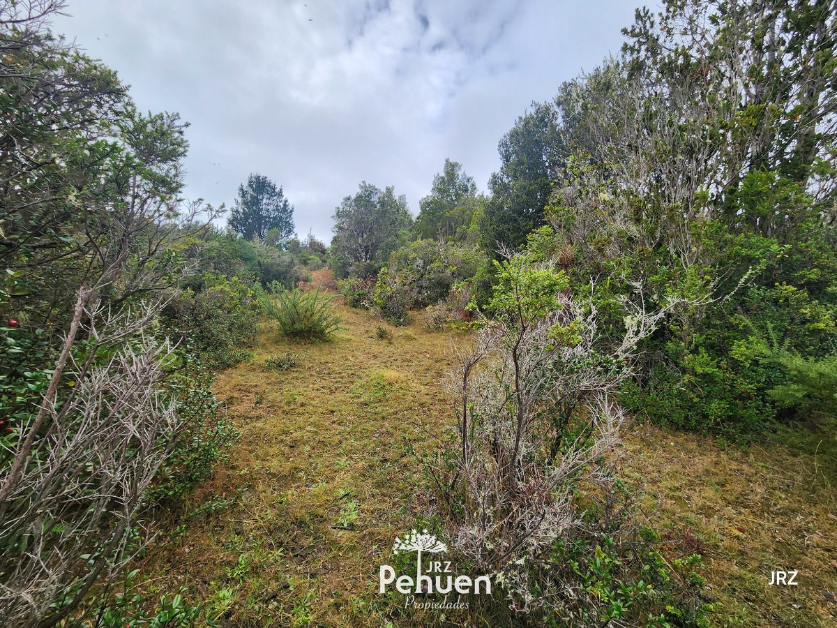 Bosque Parcela