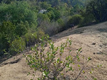 Venta / Terreno / Villa Alemana