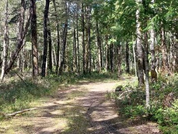 Venta / Terreno / Villarrica