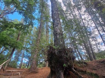 Venta / Terreno / Villarrica