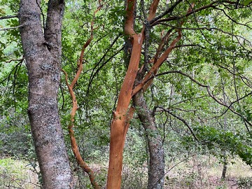 Venta / Terreno / Villarrica