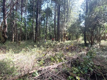 Venta / Terreno / Villarrica