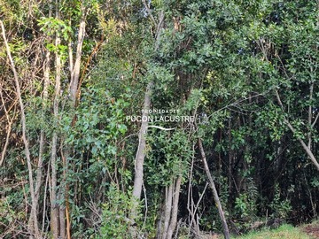 Venta / Terreno / Villarrica