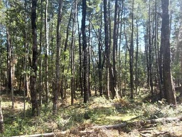 Venta / Terreno / Villarrica