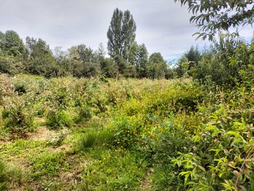 Venta / Terreno / Villarrica