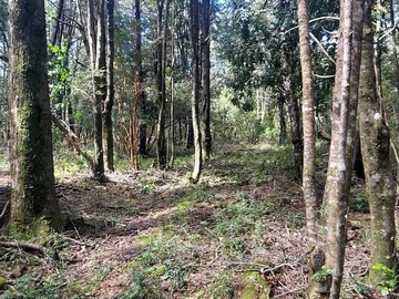 Venta / Terreno / Villarrica