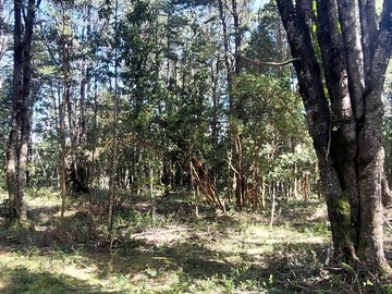 Venta / Terreno / Villarrica