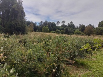 Venta / Terreno / Villarrica