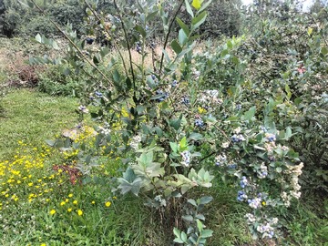 Venta / Terreno / Villarrica