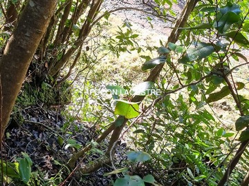 Venta / Terreno / Villarrica