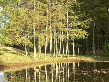 Venta / Terreno / Villarrica